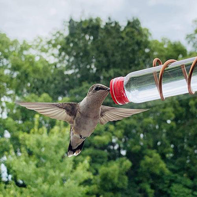 Garden Bird Feeder Drinker Suction Cup - petsRcool1