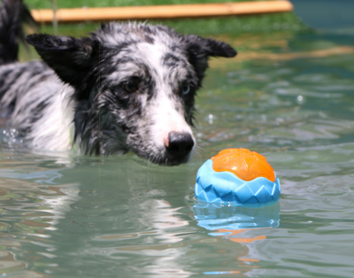 Dog Toy Ball - petsRcool1